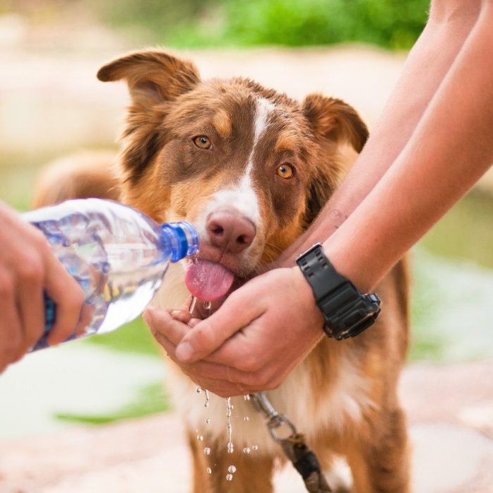 dog getting water