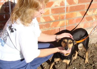 One of the volunteers reassuring a dog before her turn.